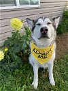 adoptable Dog in  named FRIDA (Courtesy Listing)
