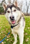 adoptable Dog in seattle, WA named NACHES