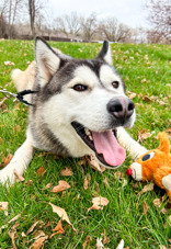 dog-image