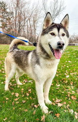 dog-image