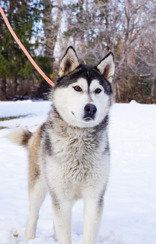 dog-image