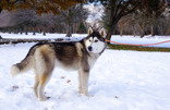 dog-image