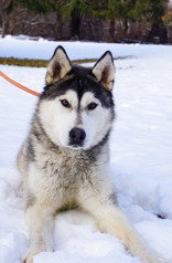 dog-image