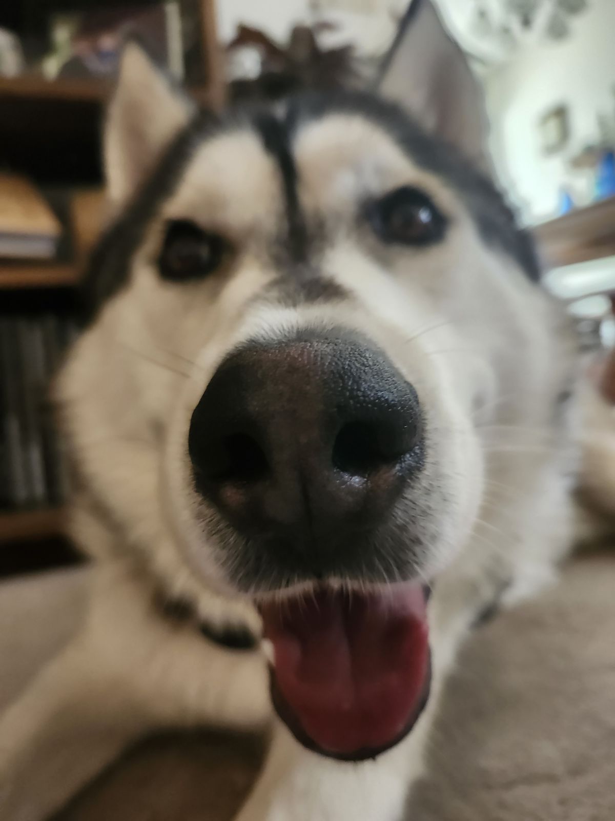 dog-image