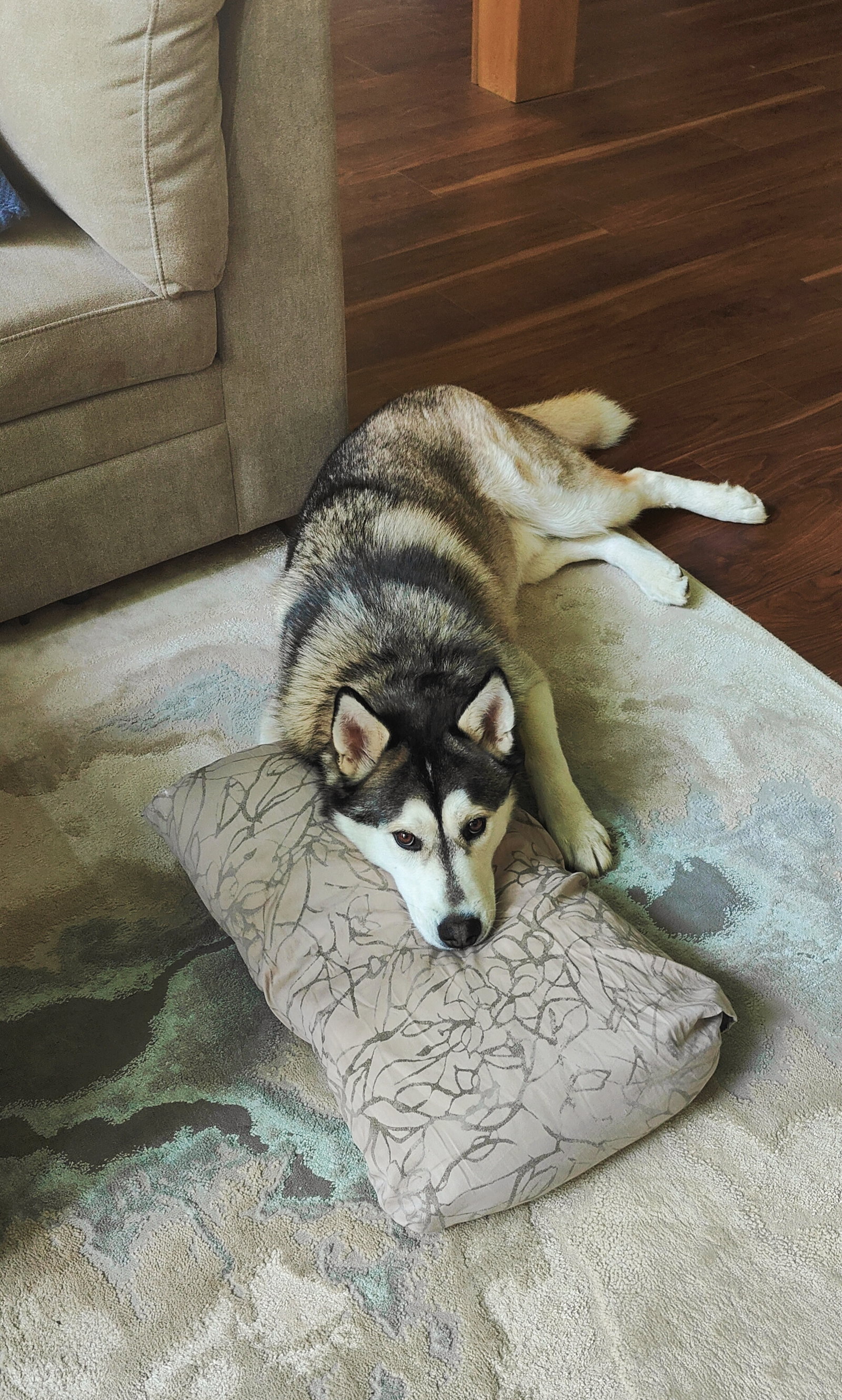 dog-image
