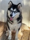 adoptable Dog in seattle, WA named MILLIE (Courtesy Listing)