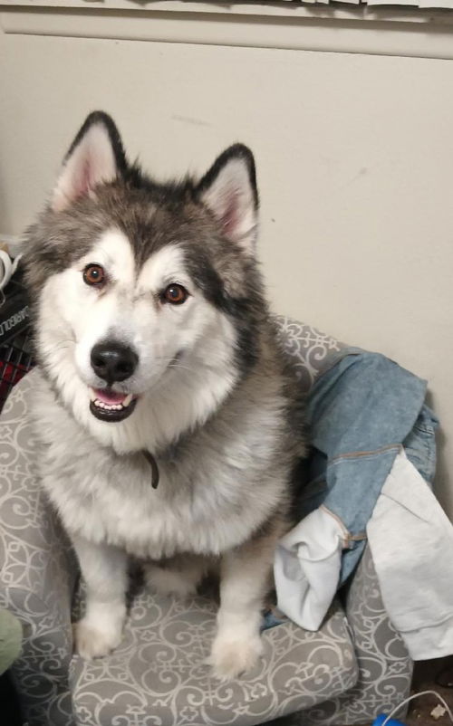 LOKI