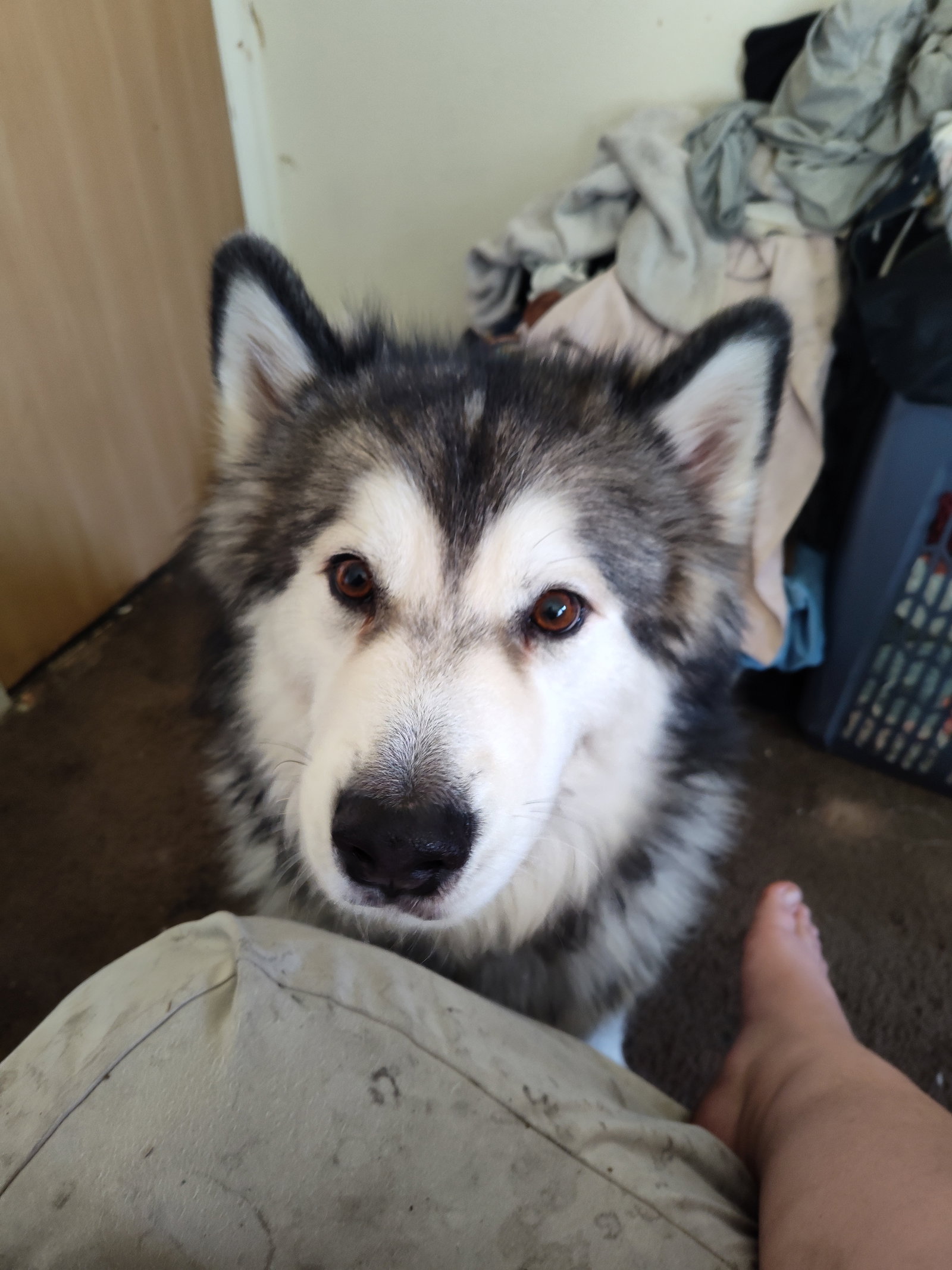 dog-image