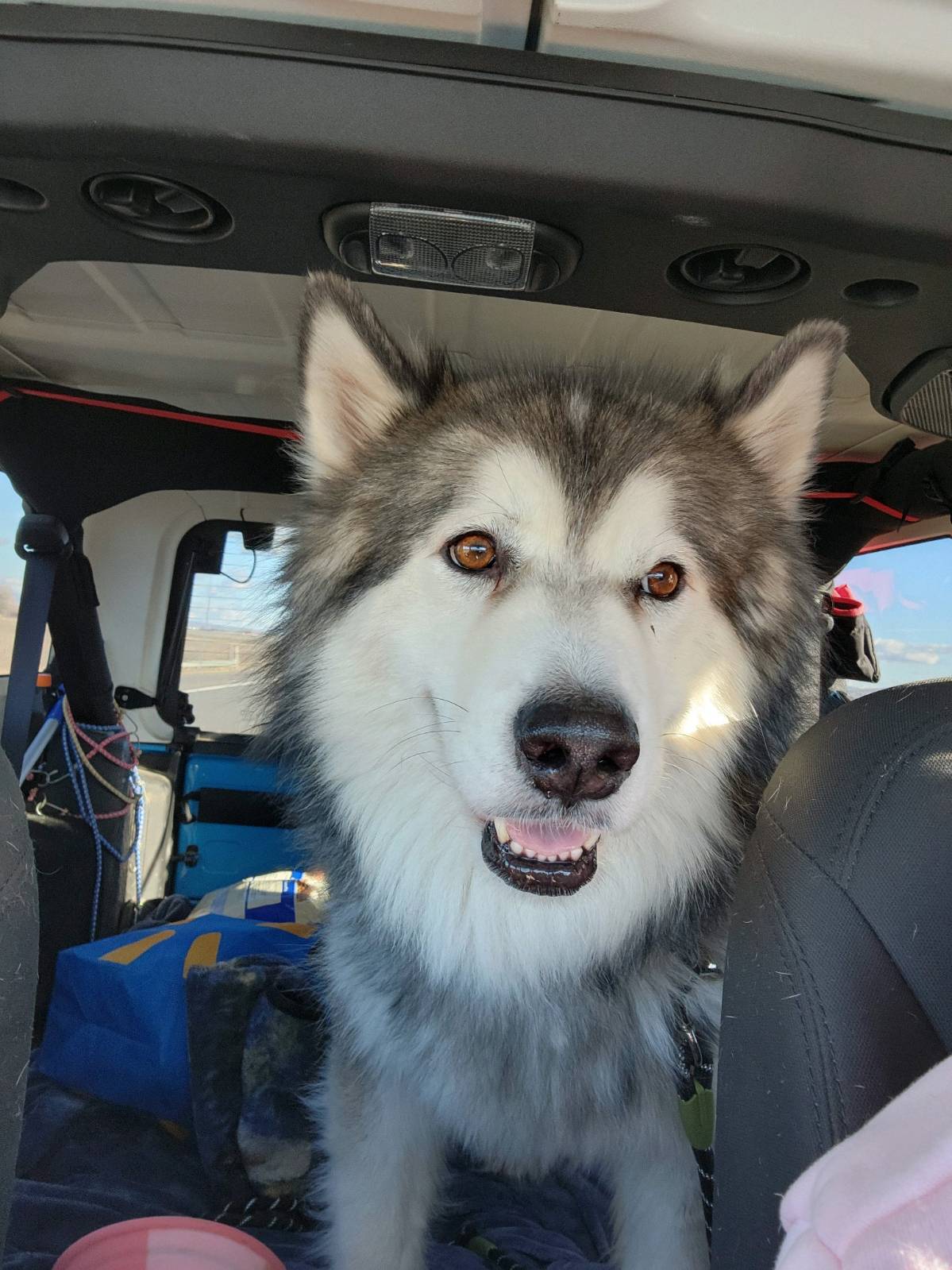 dog-image