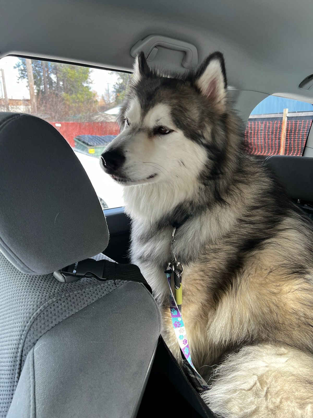 dog-image