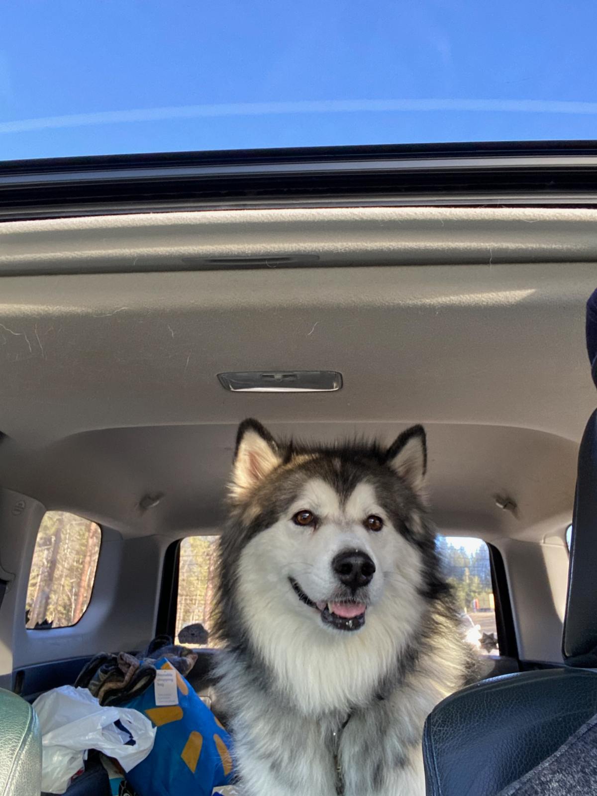 dog-image