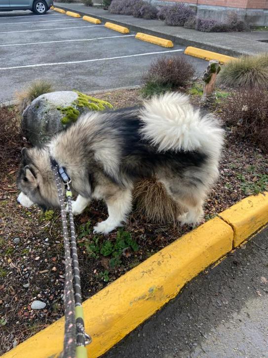 dog-image