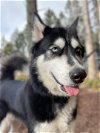adoptable Dog in  named KAIYA (Courtesy Listing)