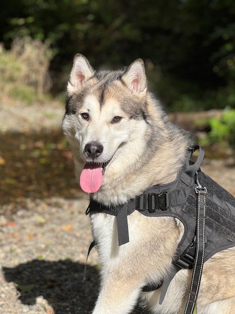 adoptable Dog in Puyallup, WA named BRUTUS