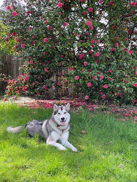 dog-image