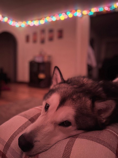 dog-image