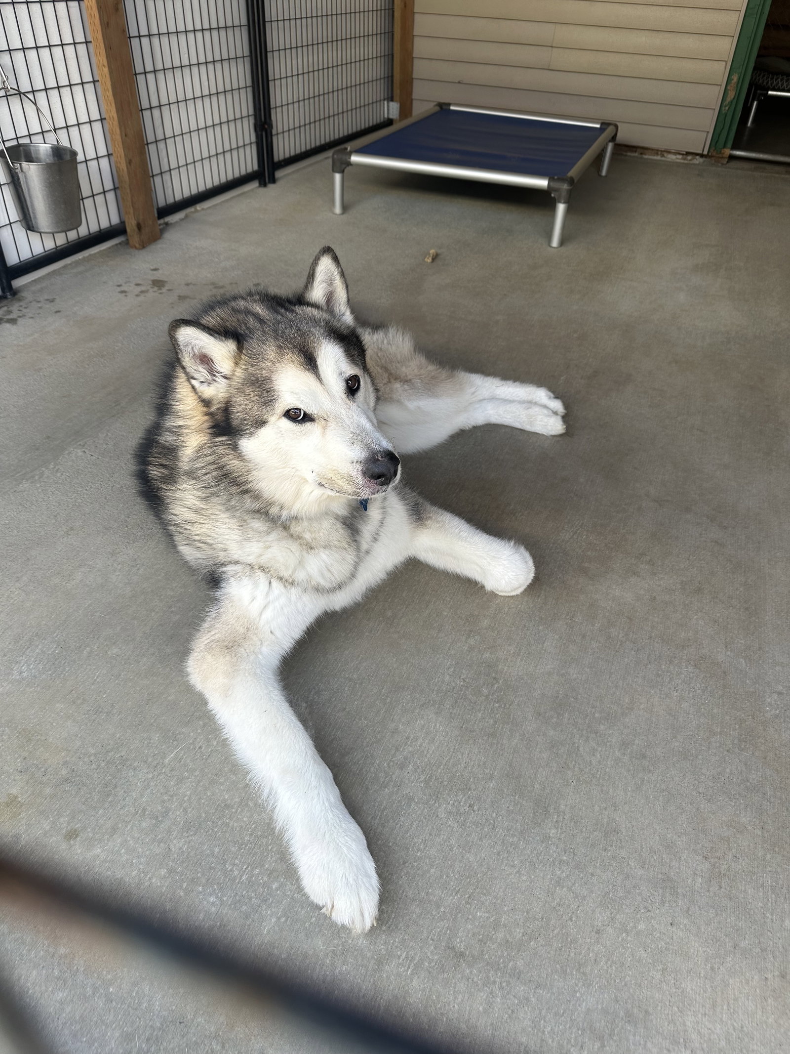 dog-image