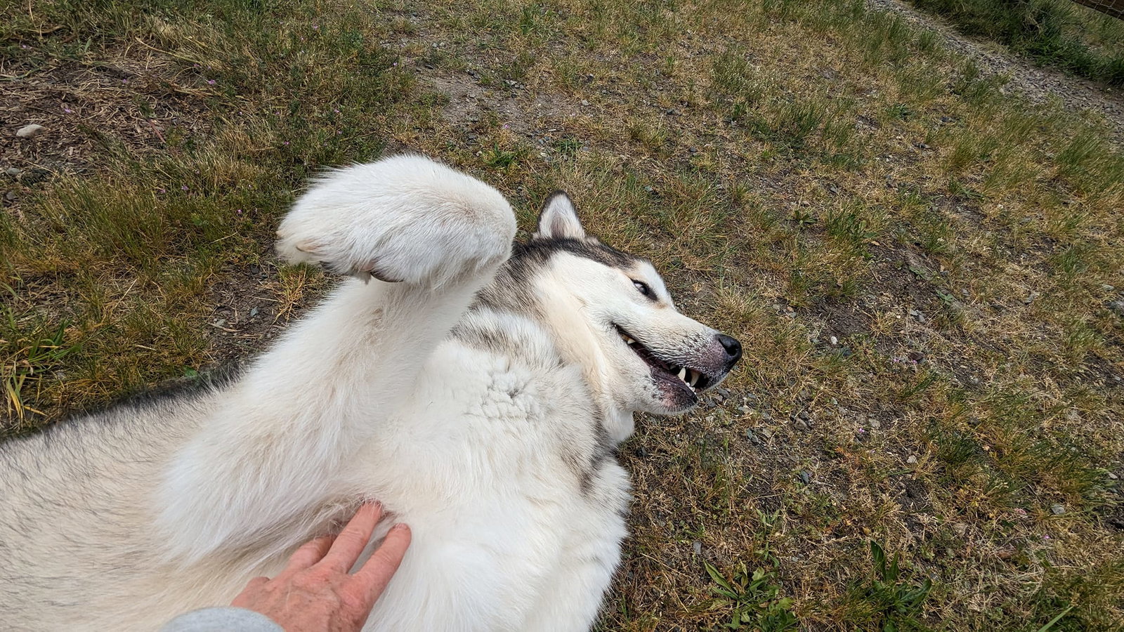 dog-image