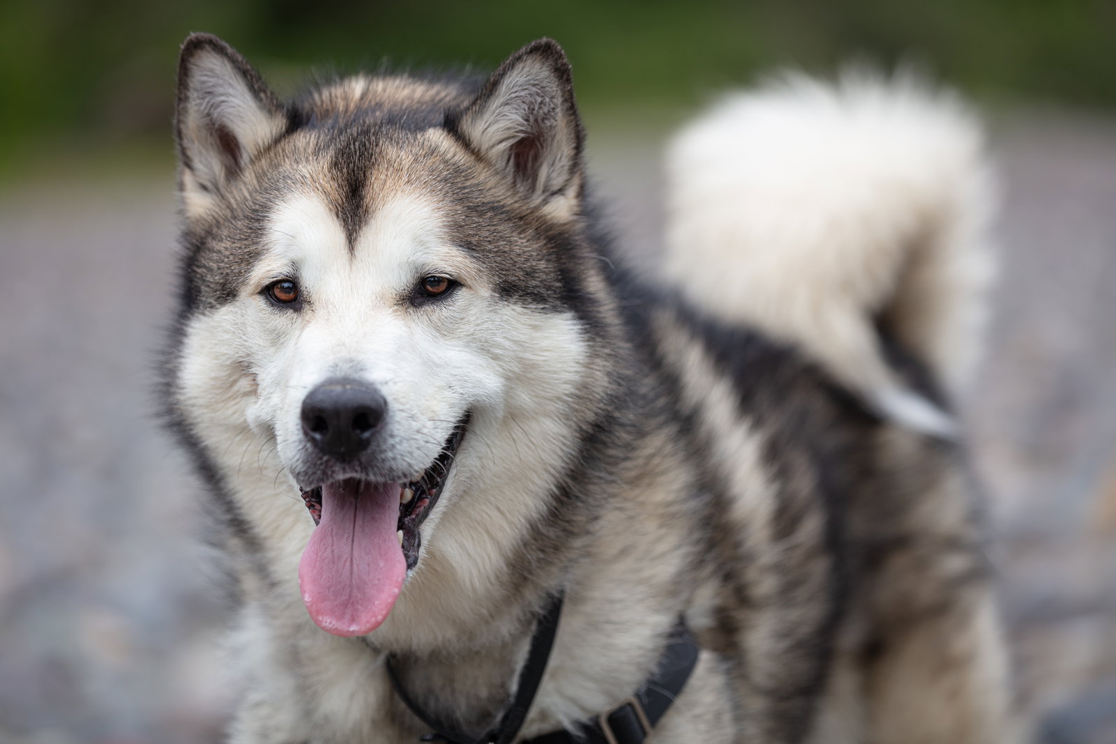 dog-image