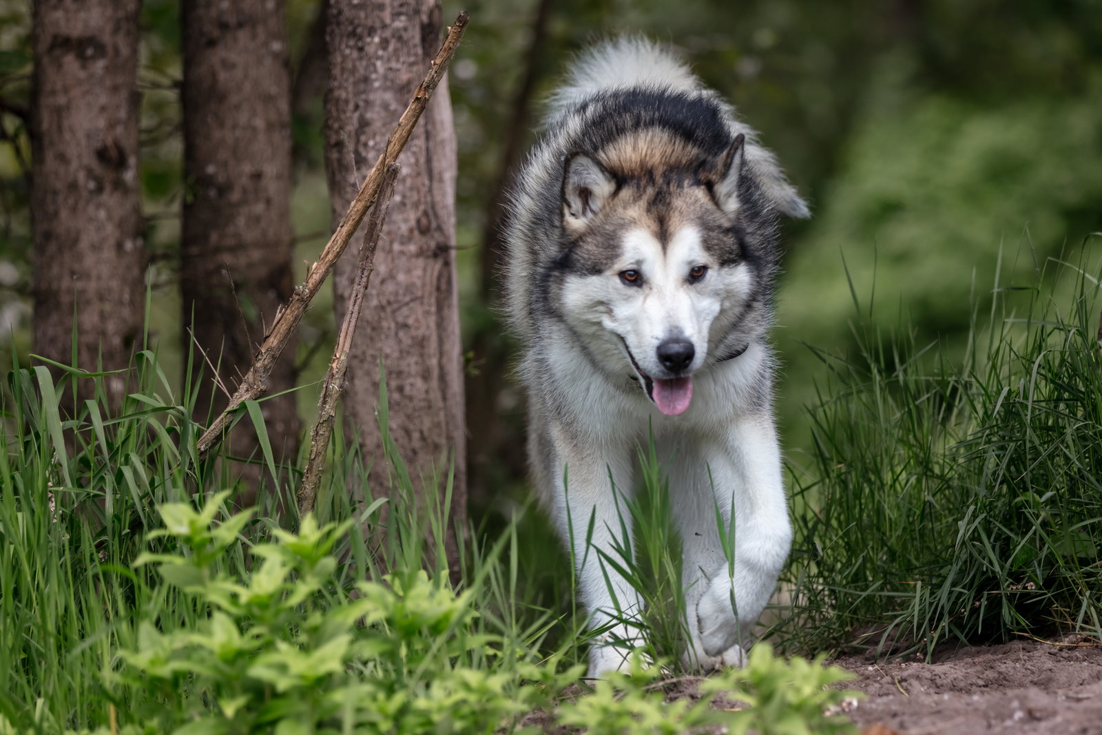 dog-image