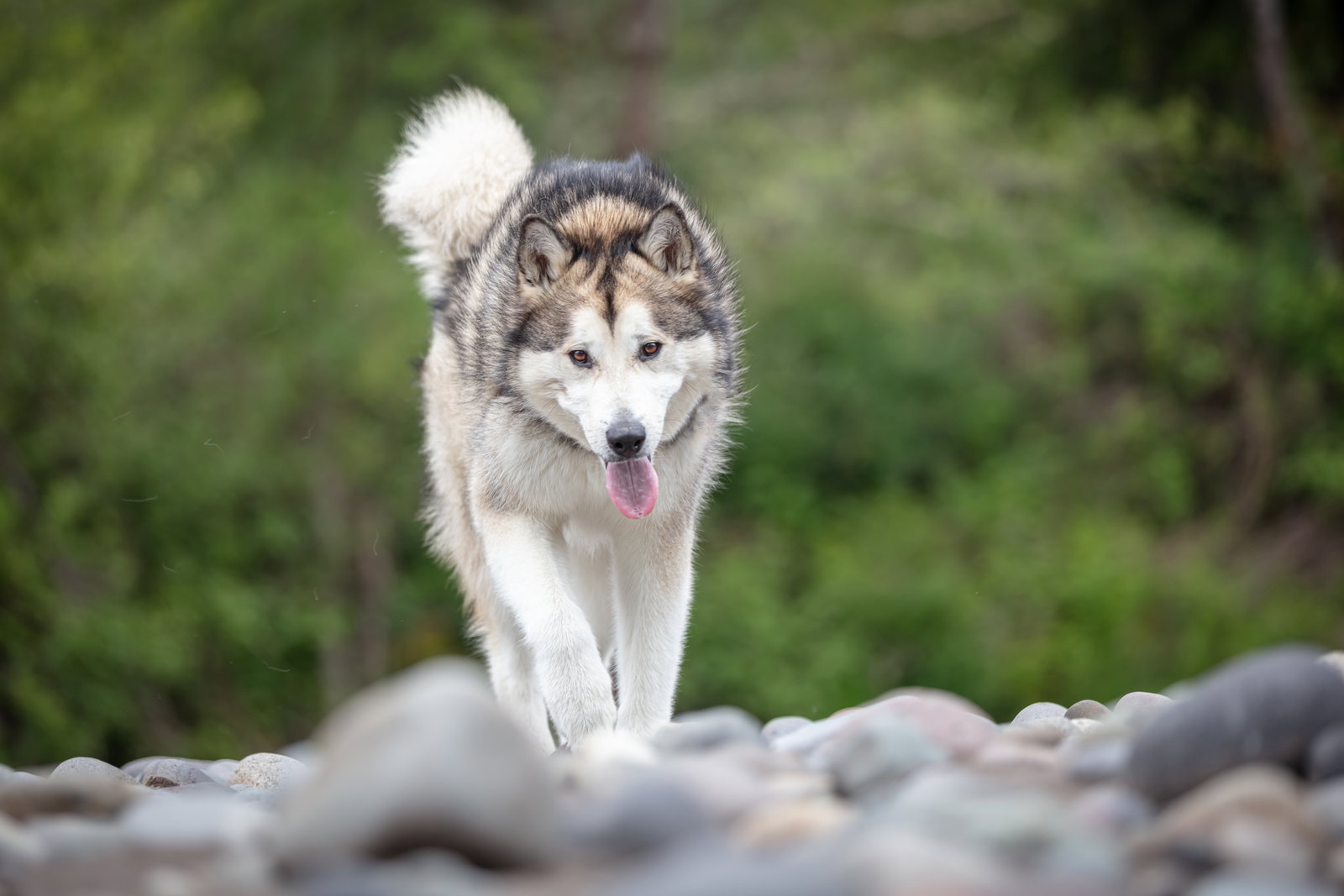 dog-image