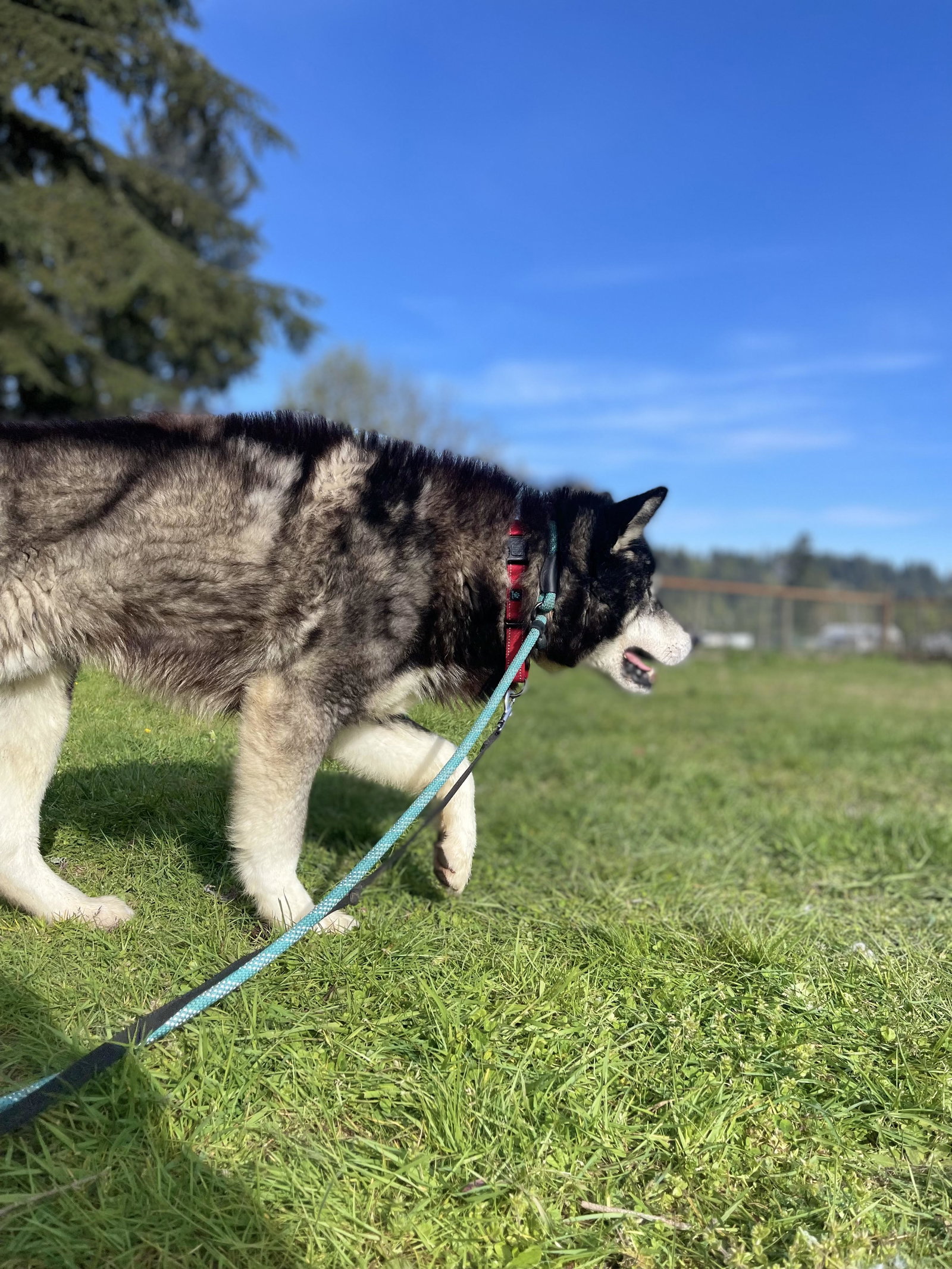 dog-image