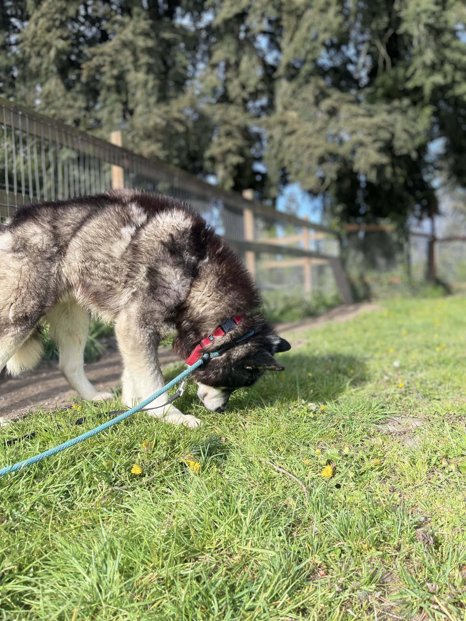 dog-image