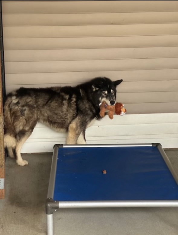 dog-image