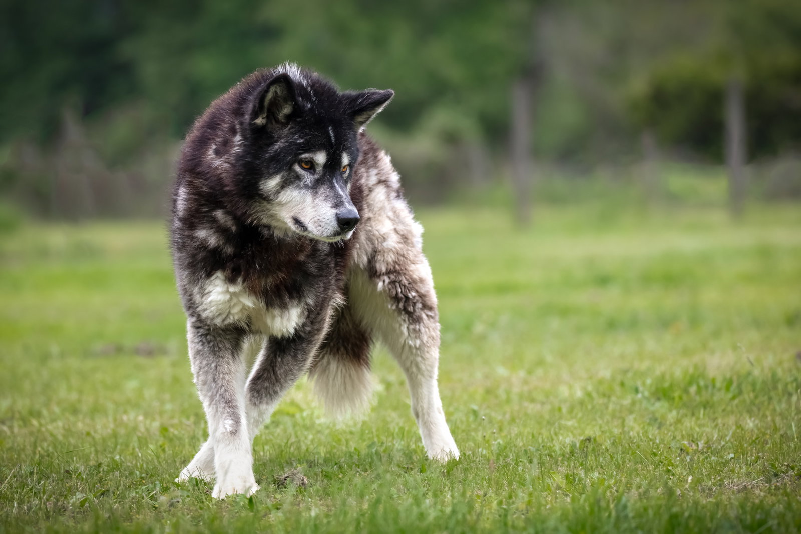 dog-image
