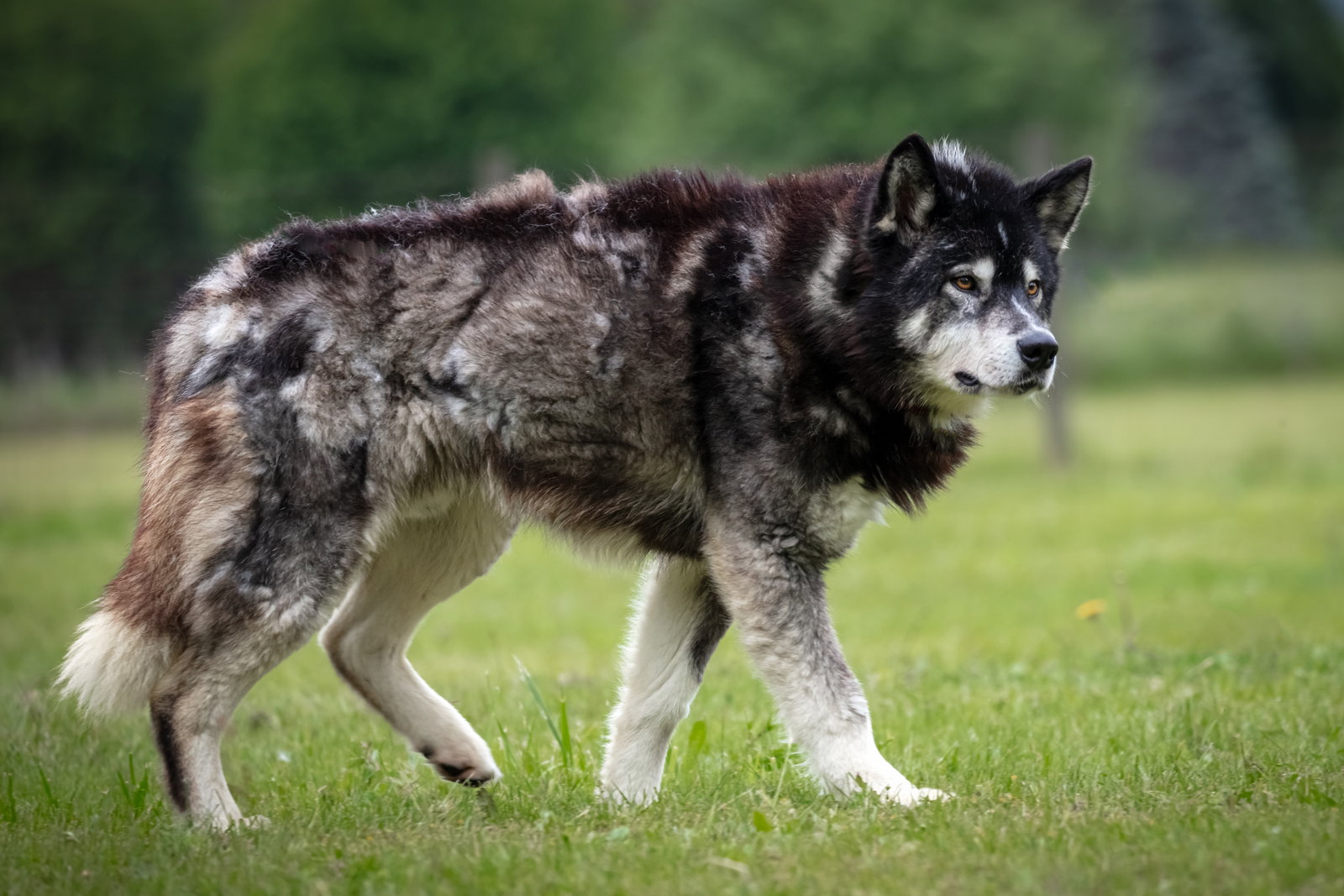 dog-image