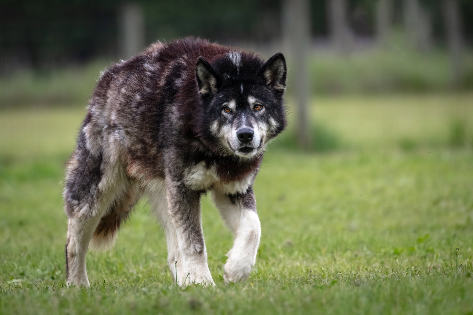 dog-image