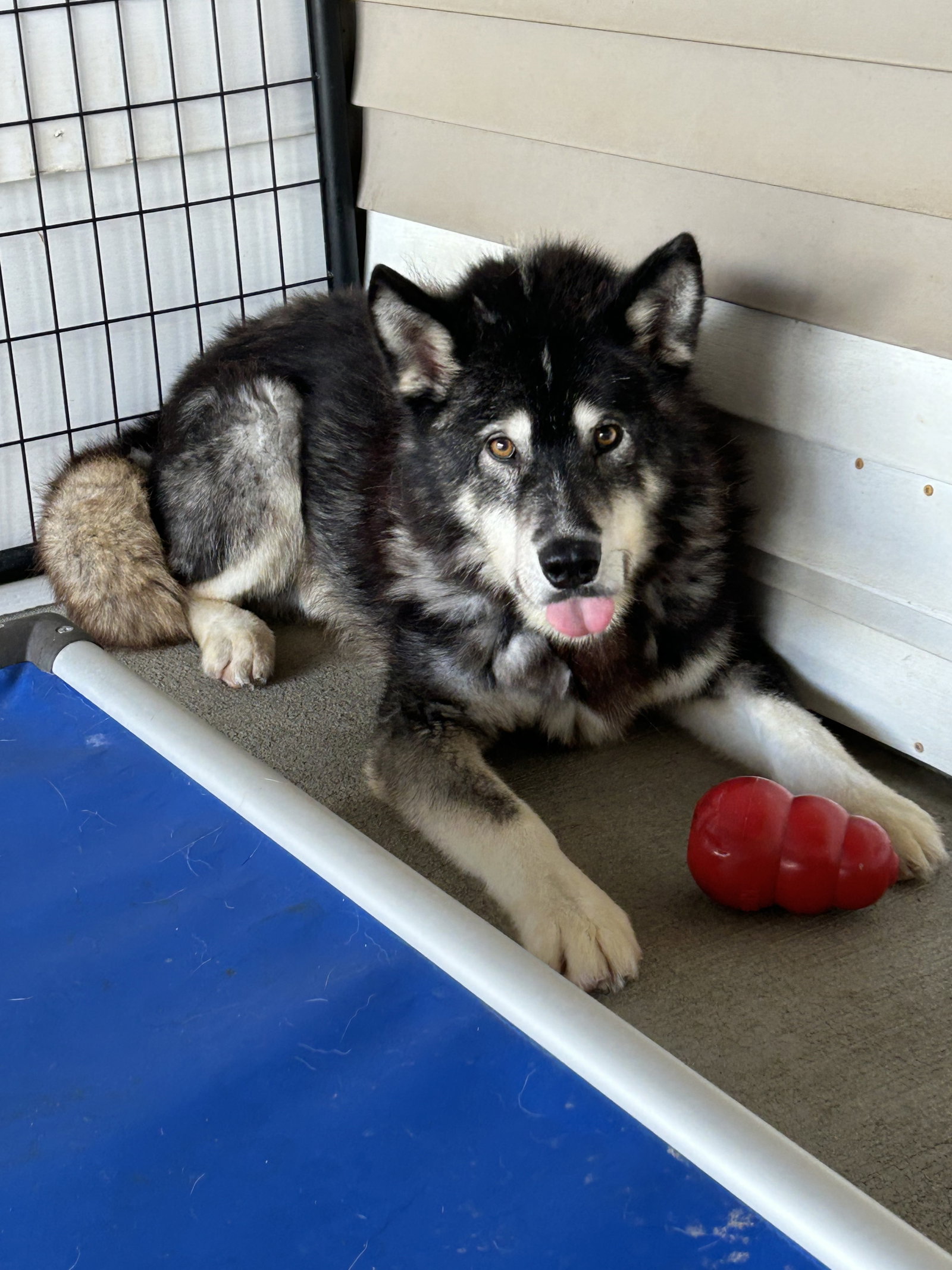 dog-image