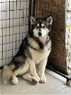 adoptable Dog in , WA named STARSKY (Adoption Pendng)