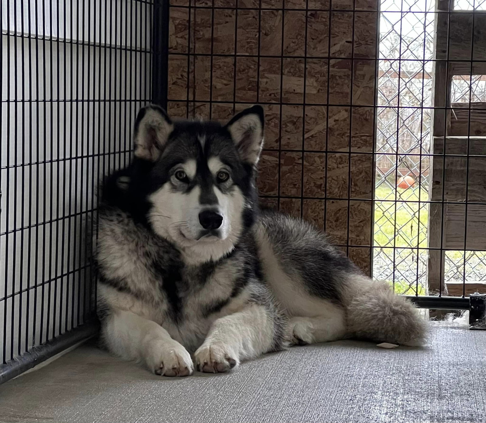 dog-image