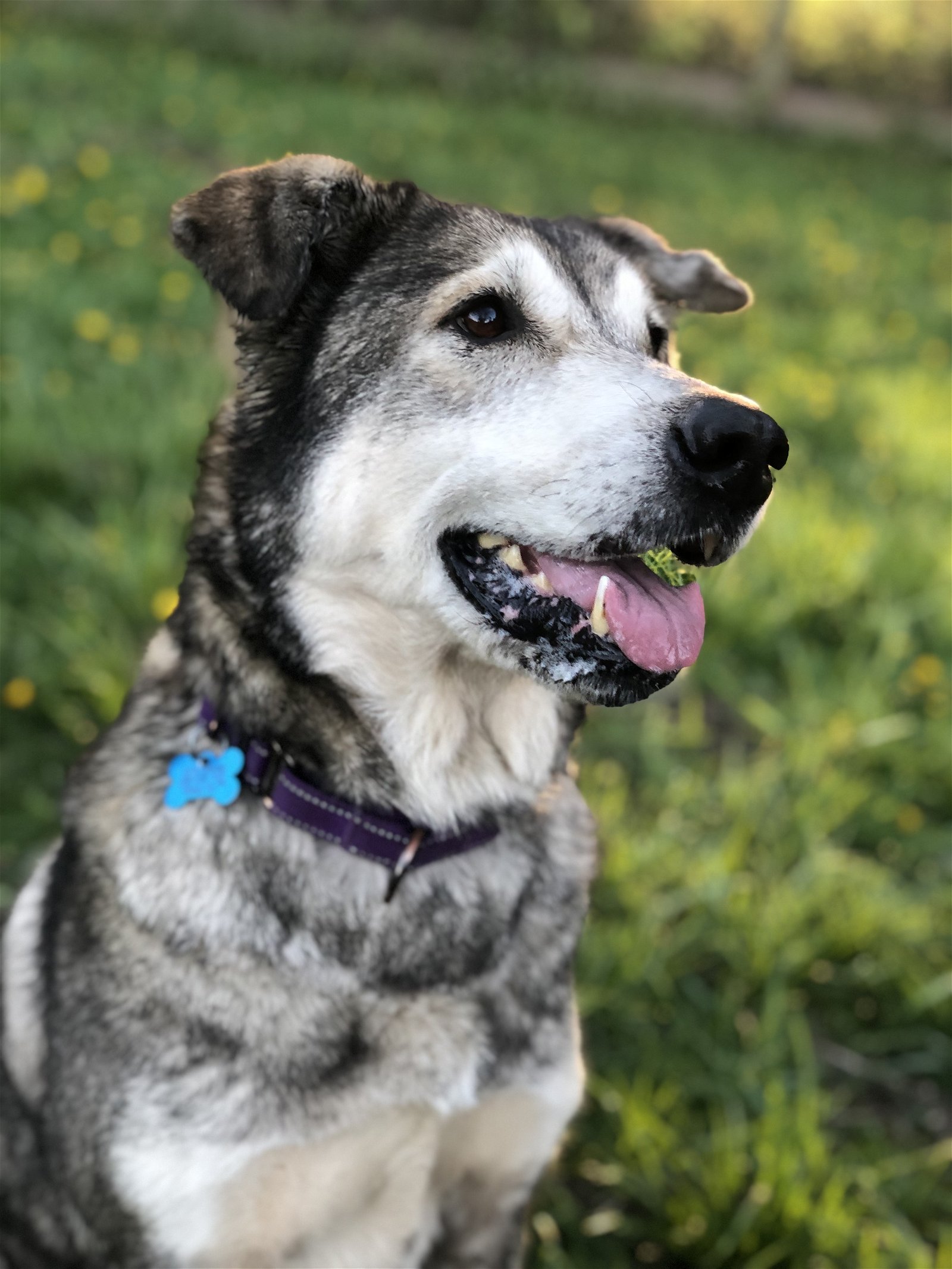 adoptable Dog in Puyallup, WA named NICOLE