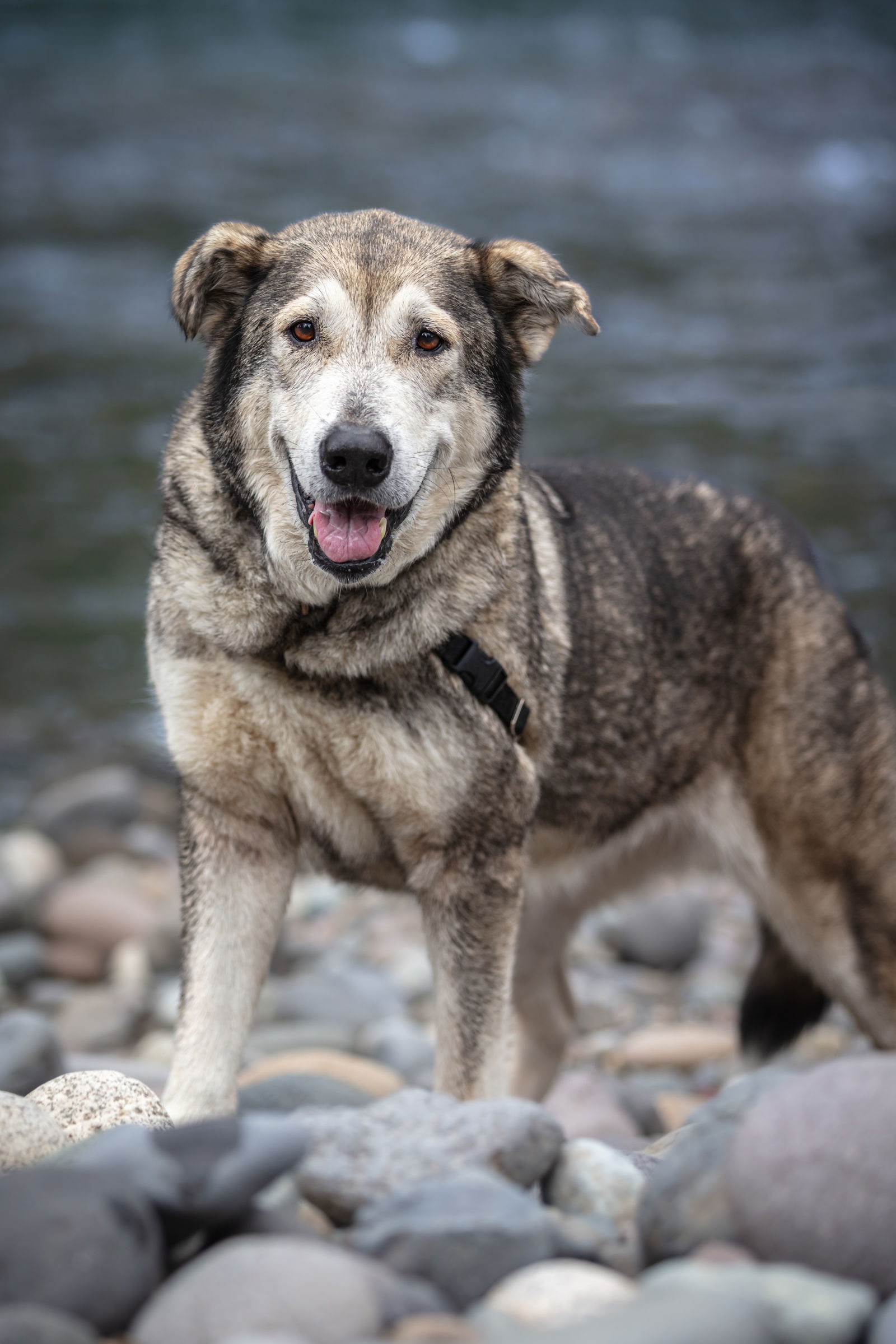 adoptable Dog in Puyallup, WA named NICOLE