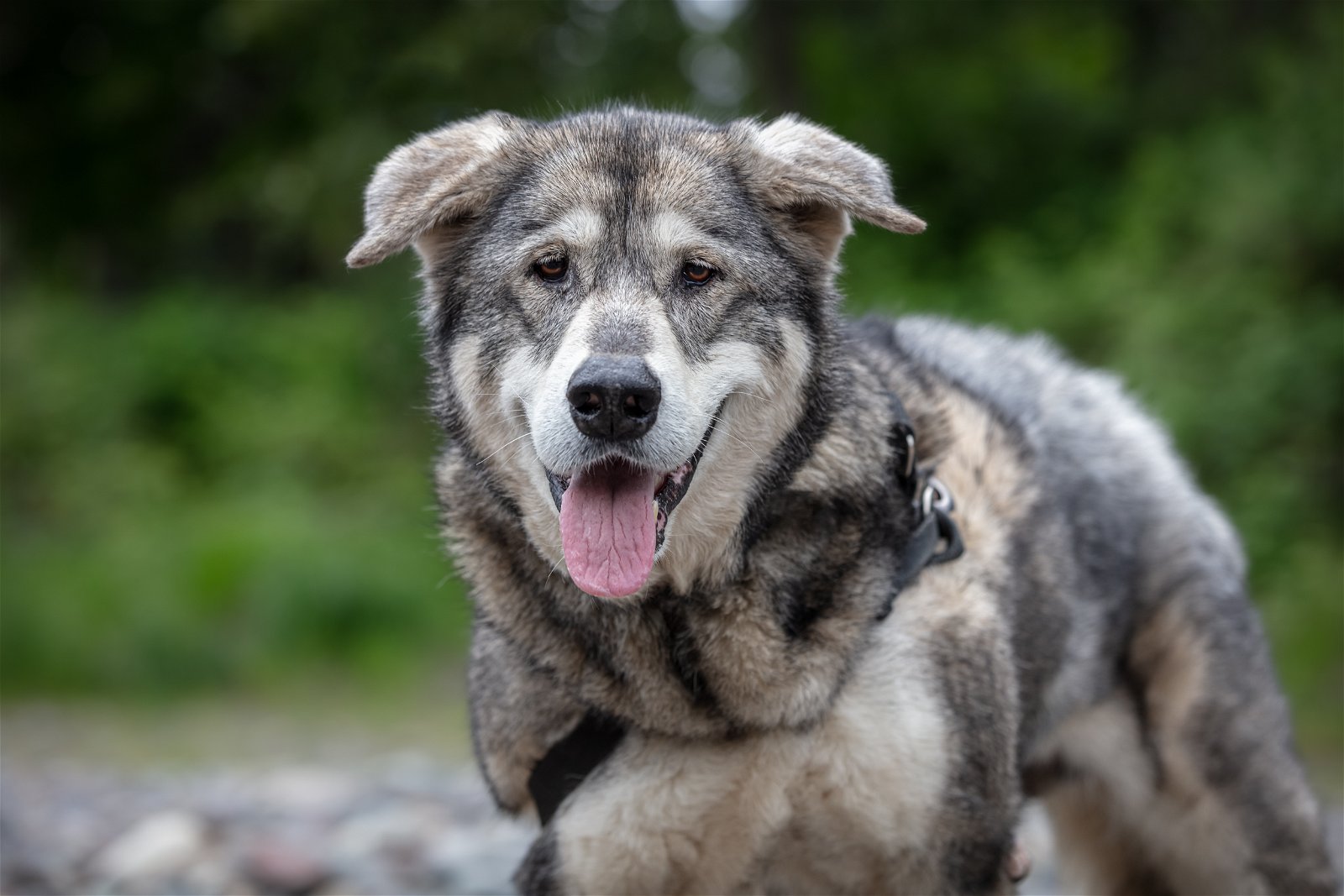 adoptable Dog in Puyallup, WA named DAKOTA
