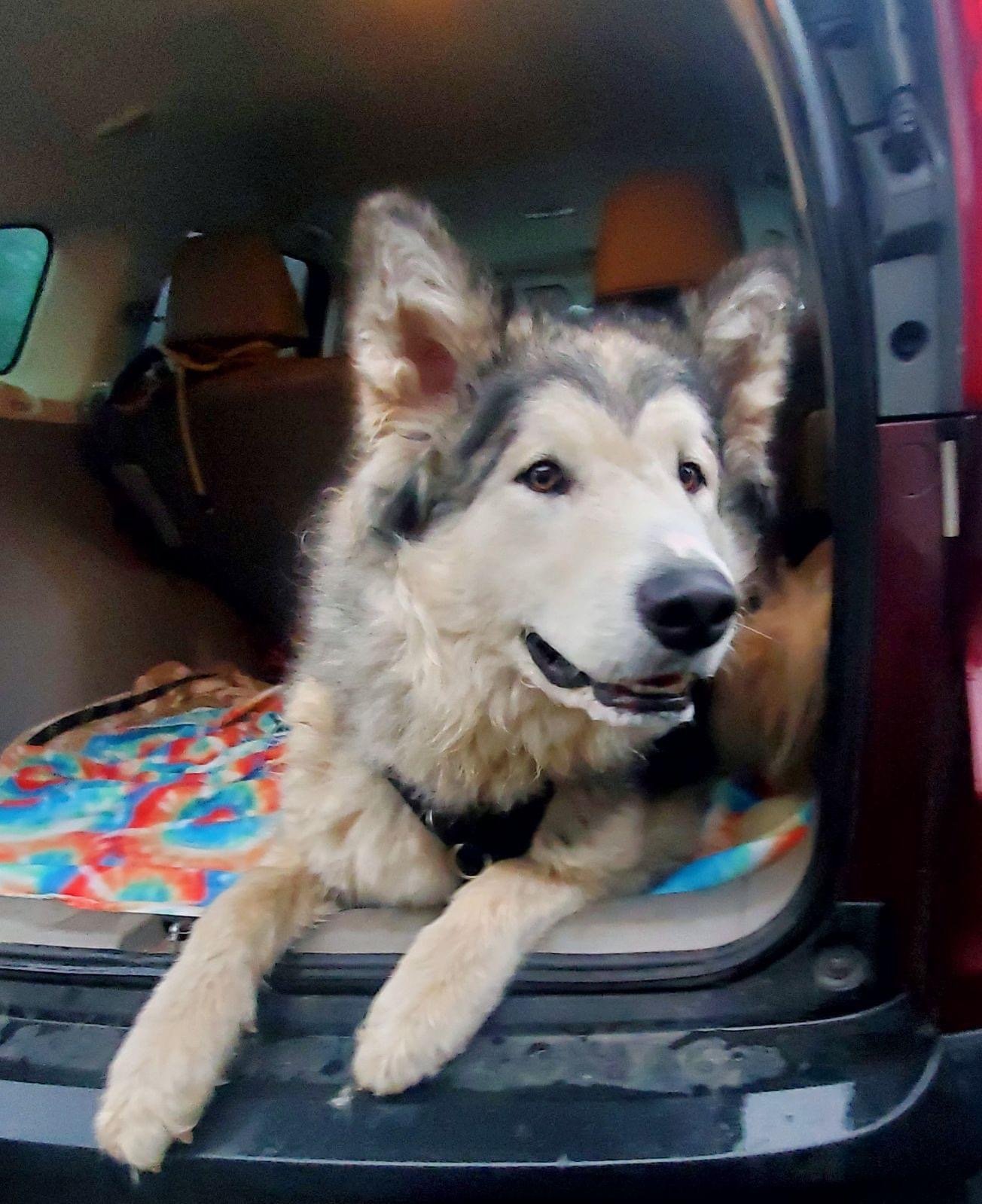 adoptable Dog in Seattle, WA named BONHAM (Courtesy Listing)