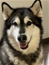 adoptable Dog in seattle, WA named INOT