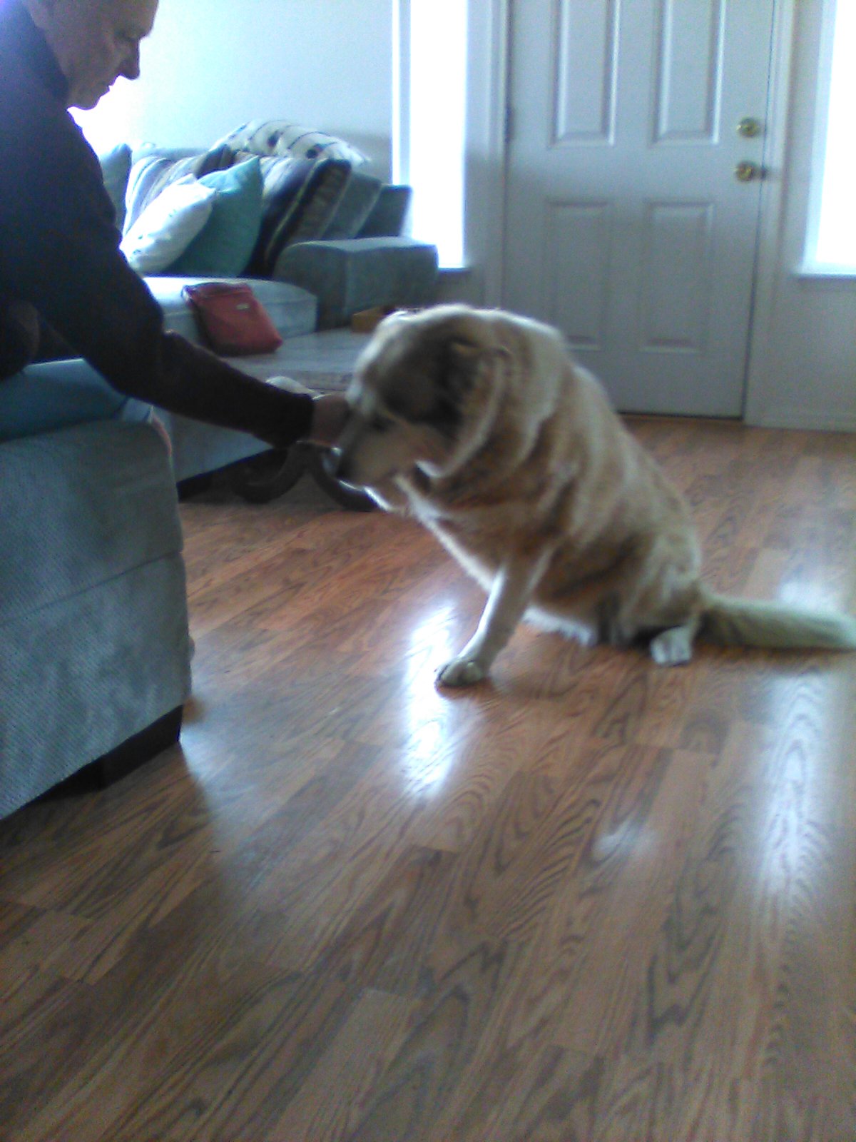dog-image