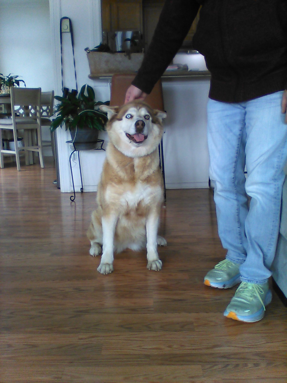 dog-image