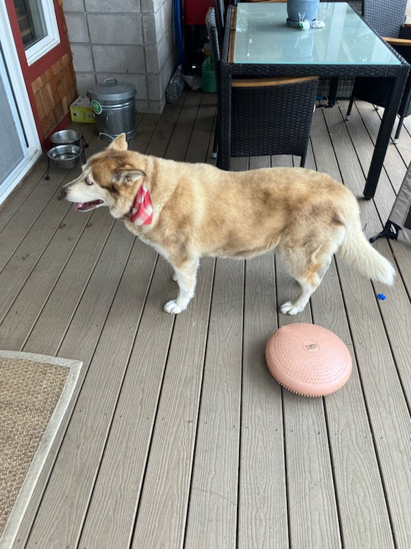 dog-image