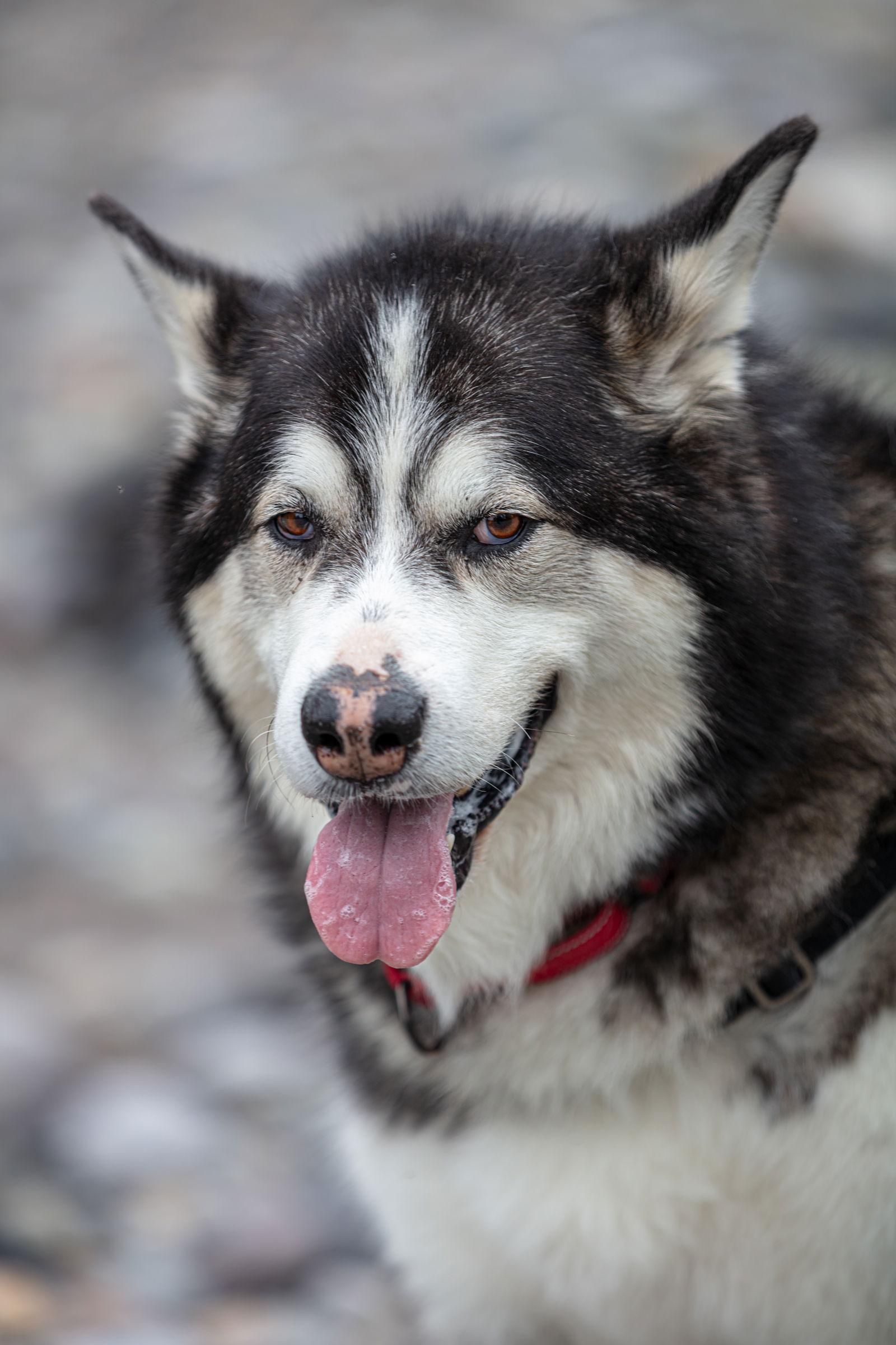 adoptable Dog in Puyallup, WA named ODEZA (Dezy)