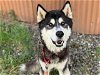 adoptable Dog in , WA named SPOCK (Courtesy Listing)