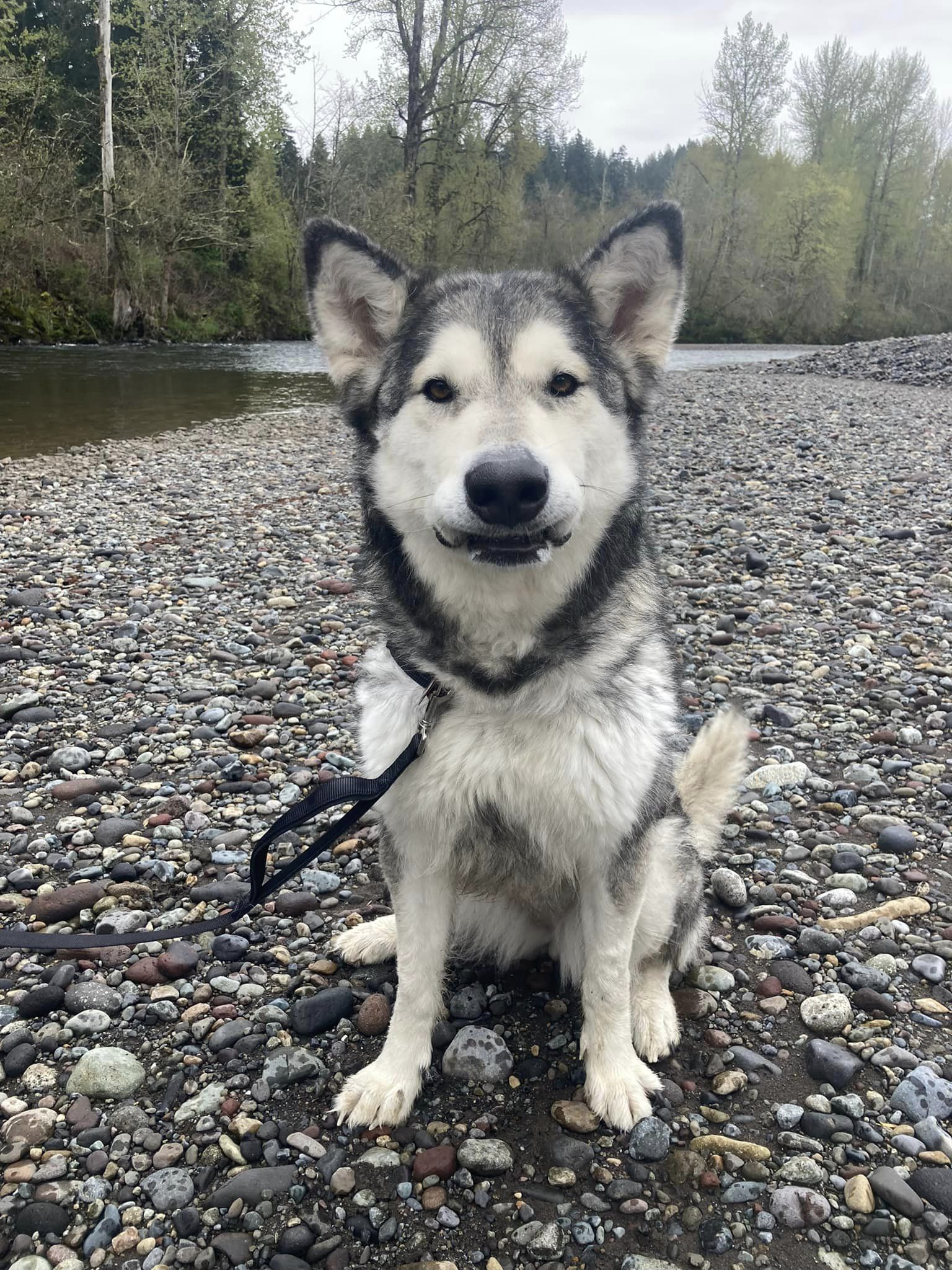 dog-image