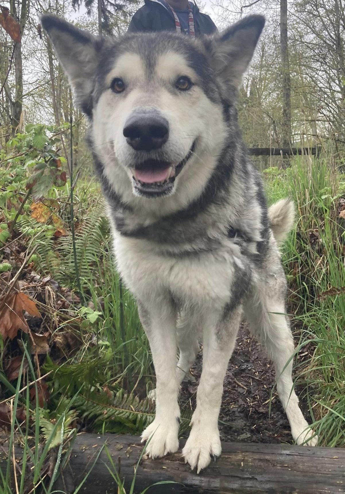 dog-image