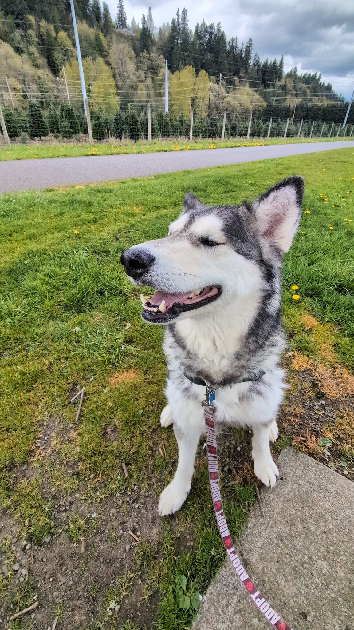 dog-image