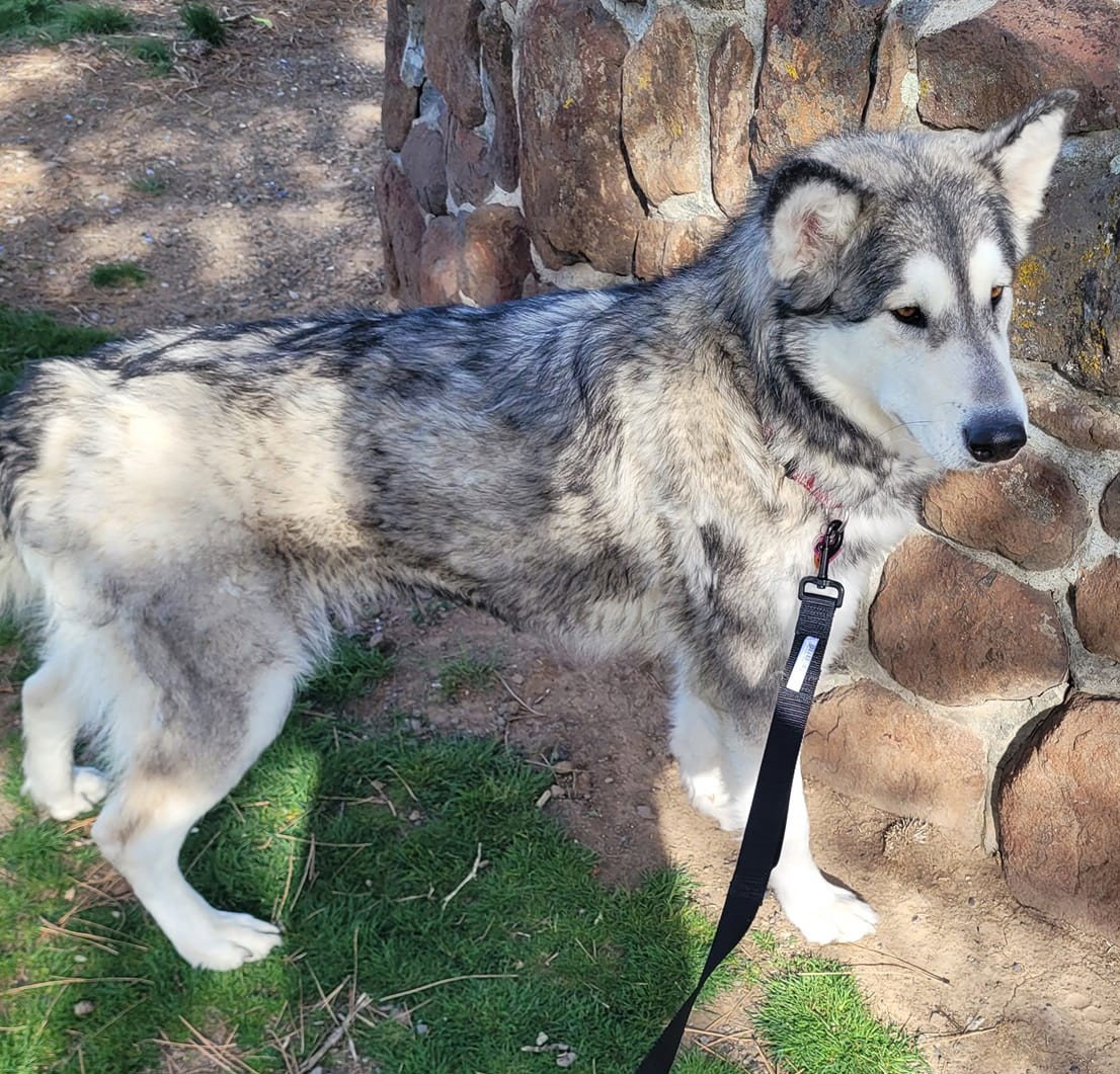 dog-image
