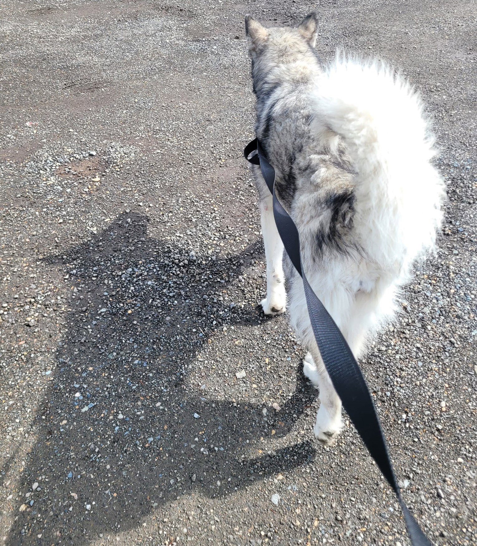 dog-image