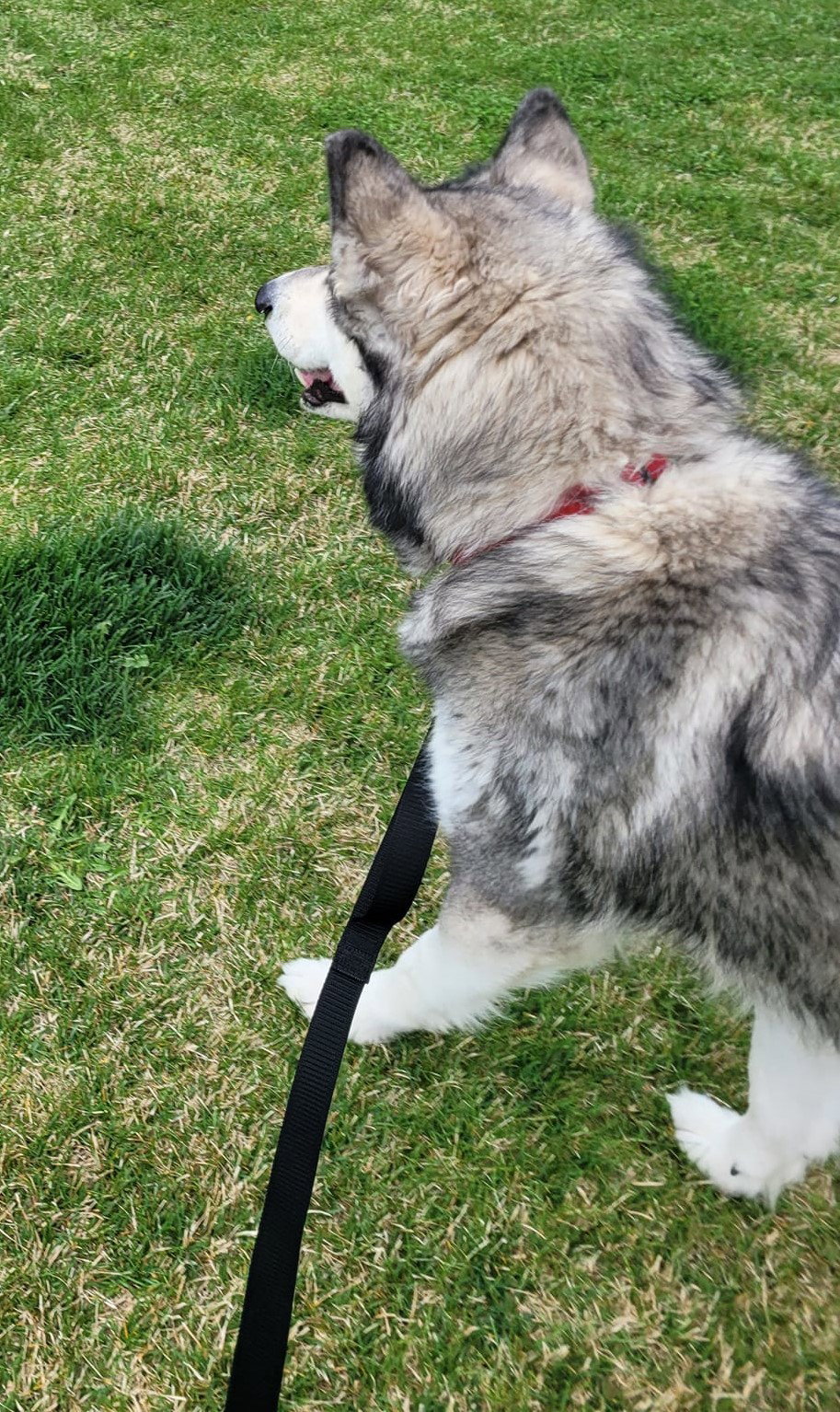 dog-image